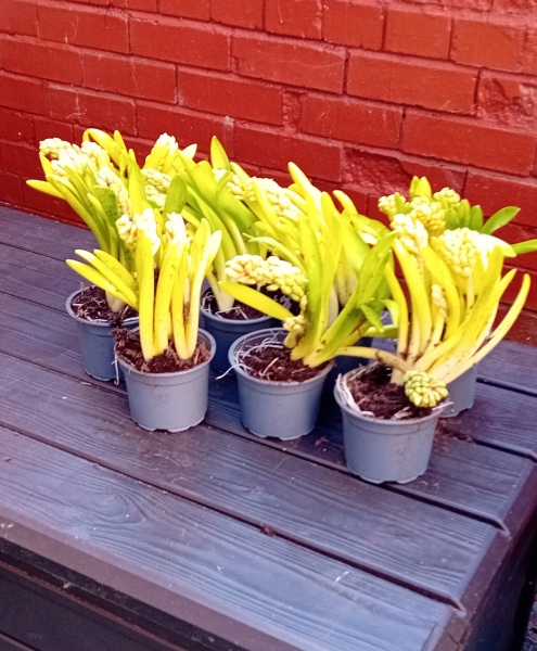 Roond and roond and up and doon - the Excellent Cats roam aboot