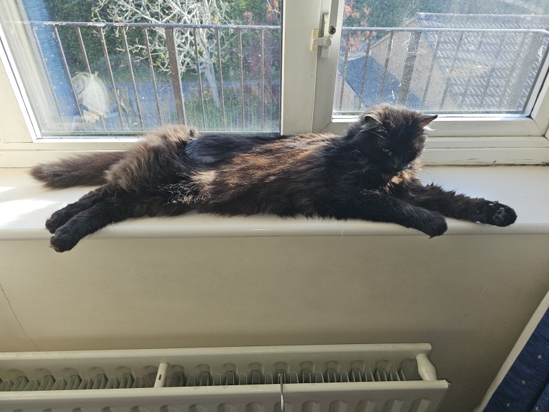 Hymns in Minor Keys & the Russian Easter Overture - the Excellent Cats ignore Culture.....