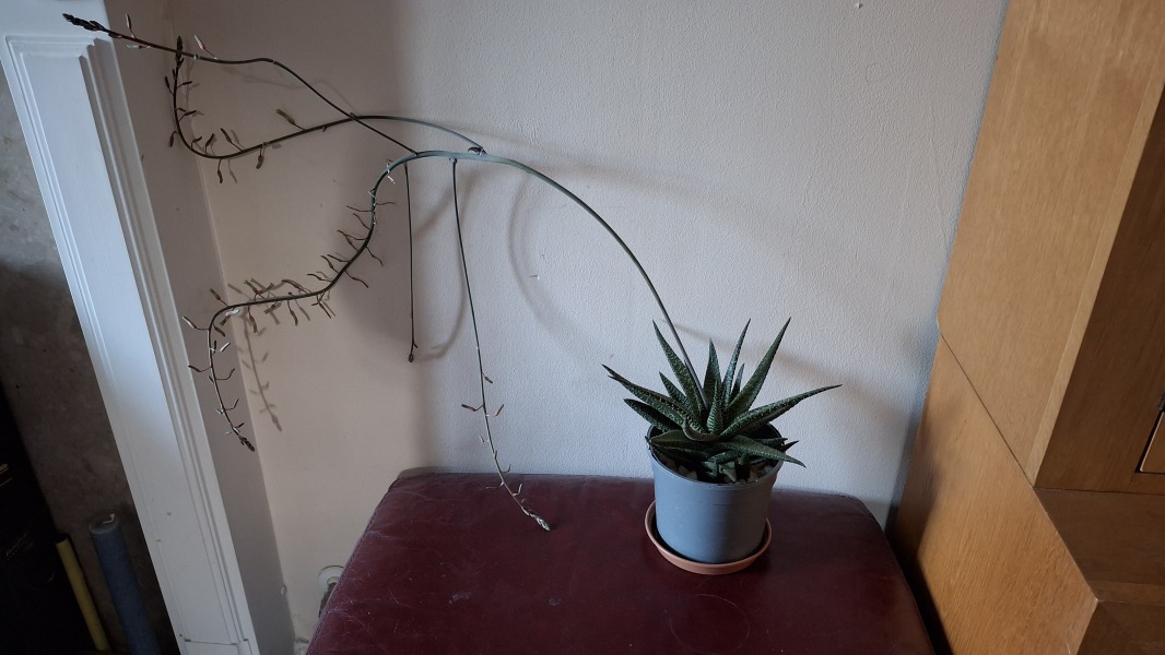 Thread 24 Starmer -Casting the net wider