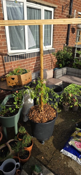 What have you done in the garden today? Part 7