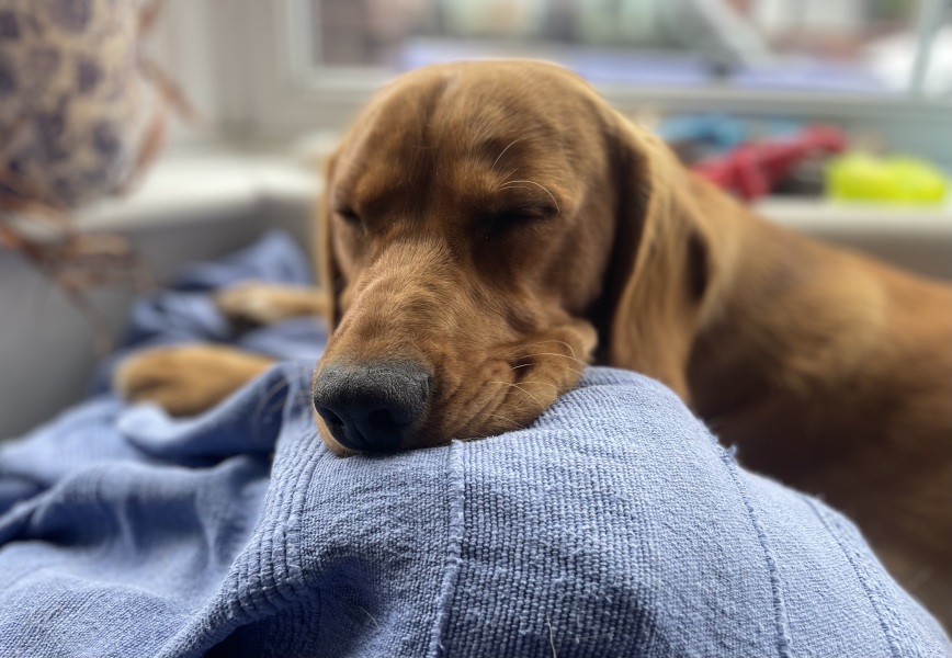 Adolescent Dog Survival Thread - for teenage dirtbags