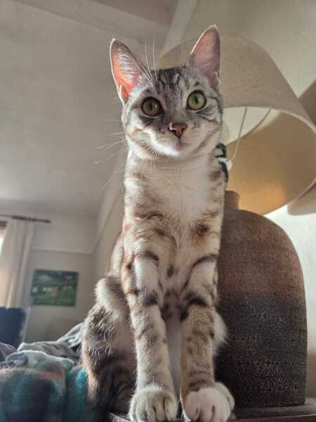 Is he underweight or too skinny for a british shorthair?