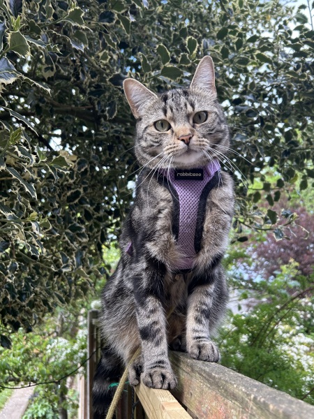 Injury on cat’s leg, should I call the emergency vet