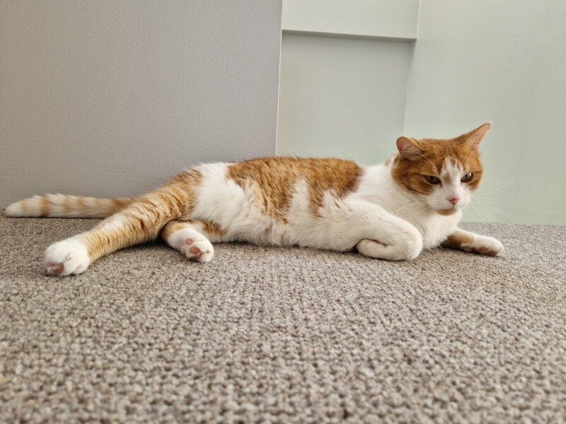 Roond and roond and up and doon - the Excellent Cats roam aboot