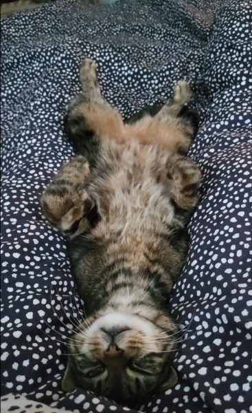 How exhausted are your cats today?