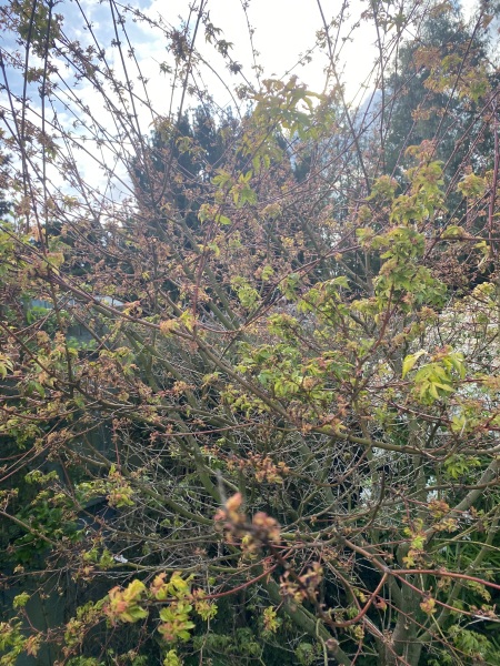 My beautiful Acer is under attack.!
