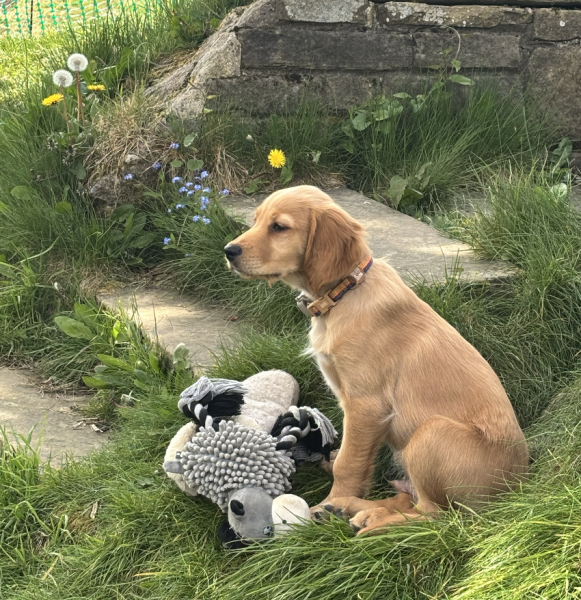 KC registered purebred golden retriever is 1/3 poodle mix, according to wisdom panel???