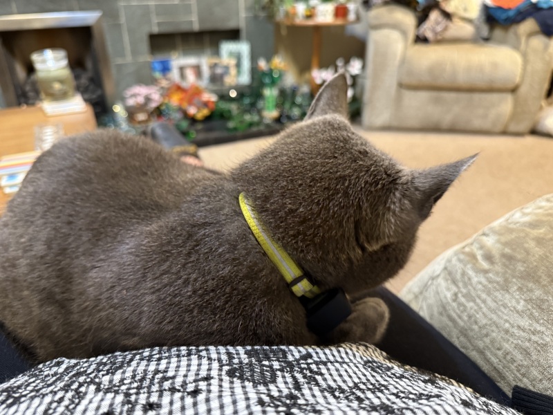 How exhausted are your cats today?