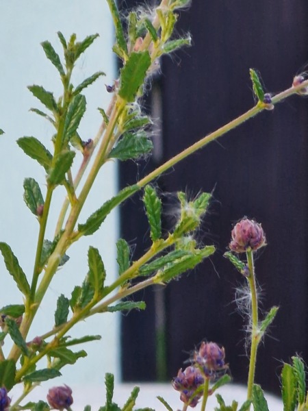 What are on My Lilacs