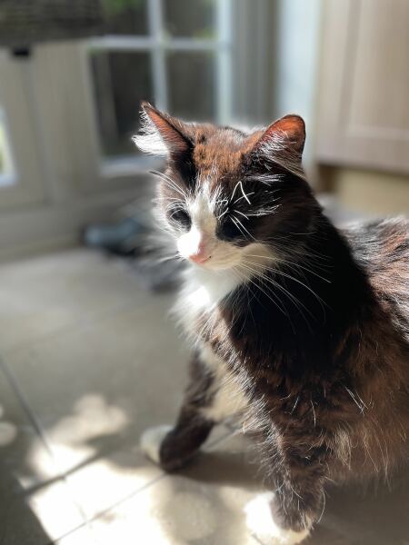 How often does your cat get stood on?