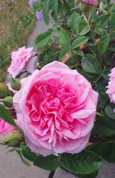 Which rose has bloomed first in your garden?