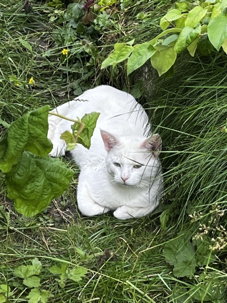 Roond and roond and up and doon - the Excellent Cats roam aboot