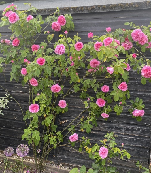 Which rose has bloomed first in your garden?
