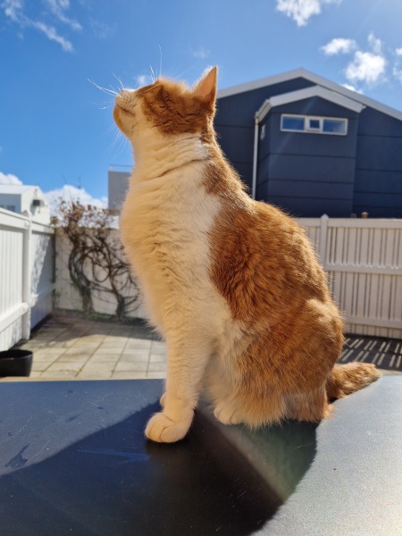 Hymns in Minor Keys & the Russian Easter Overture - the Excellent Cats ignore Culture.....