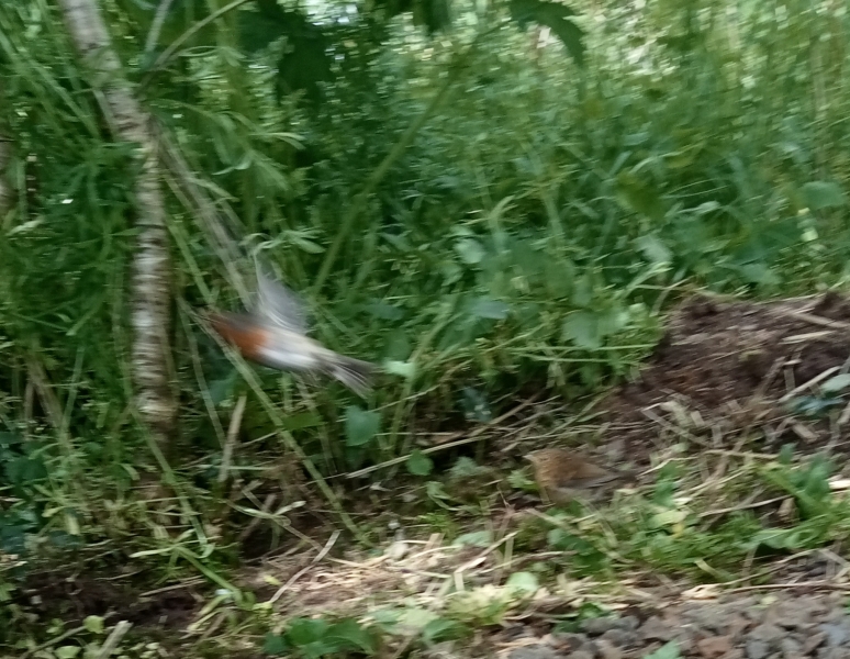 The Bluestocking Women's Pub, where brains can exist in a single state