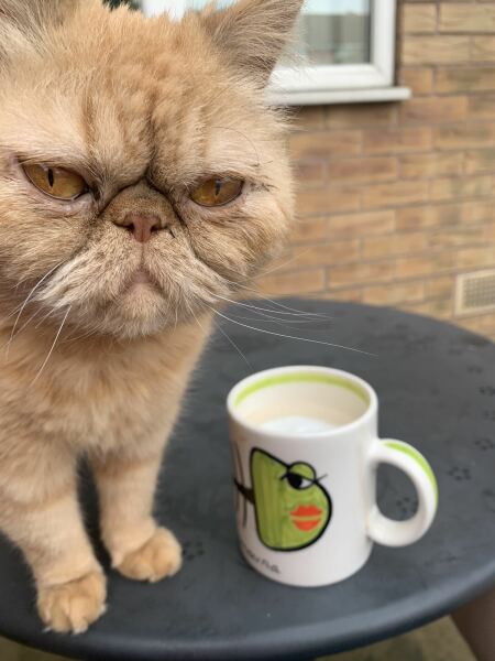 How often does your cat get stood on?