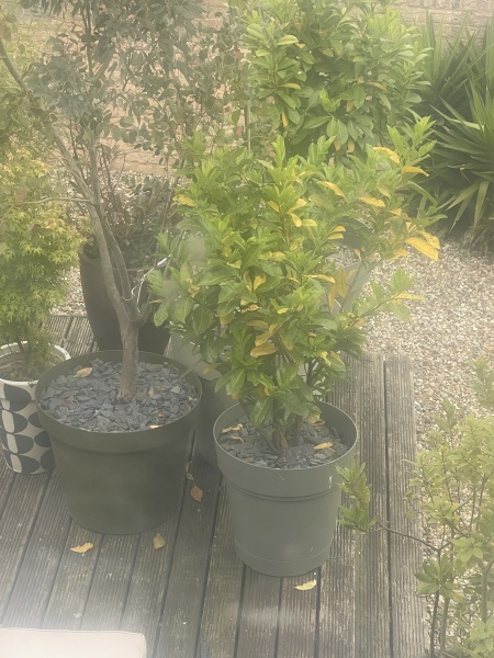 Hello can any seasoned gardener help this newbie