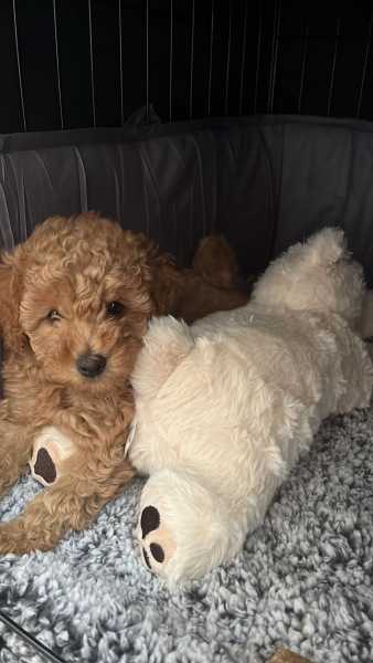 Bonnie is home!
