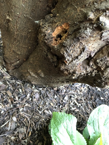 Reason for new hole in tree?