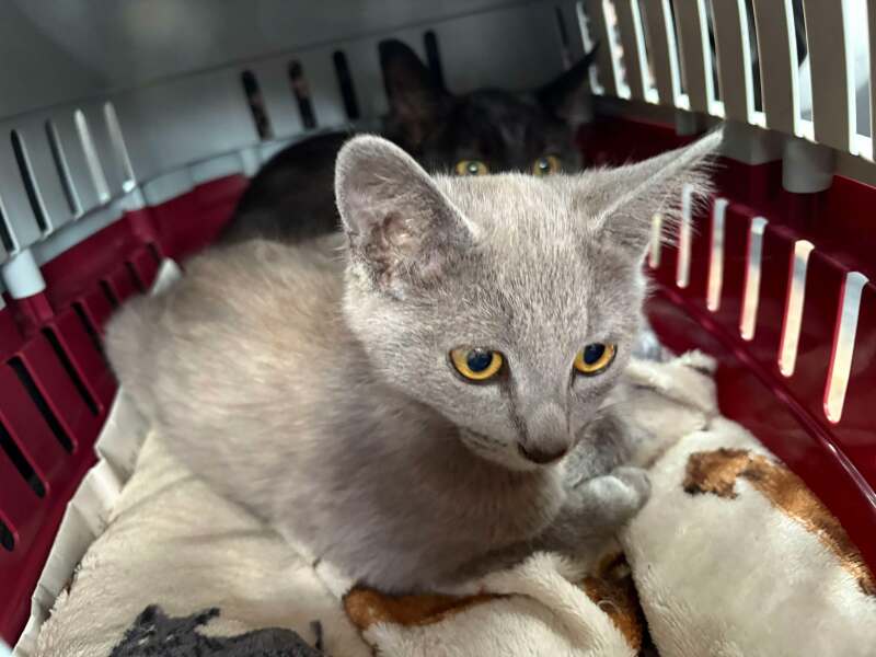 Roond and roond and up and doon - the Excellent Cats roam aboot