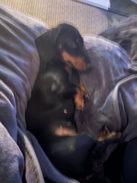 Tell me about sausage dogs.