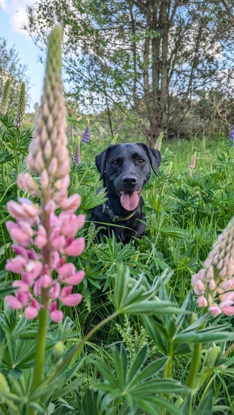 Adolescent Dog Survival Thread - for teenage dirtbags