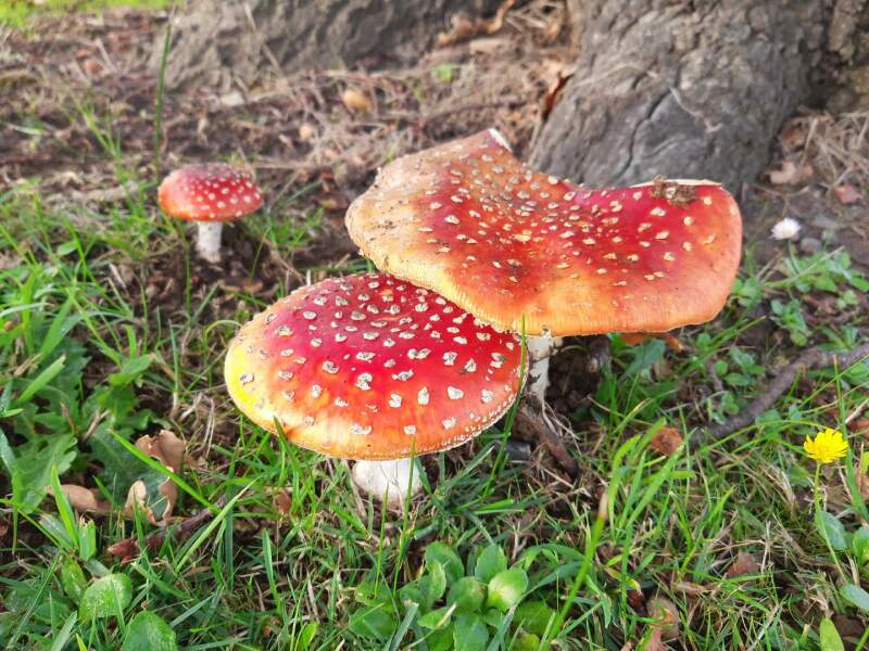 The mushroom poisoning in Vic.... I am gripped - Part 2