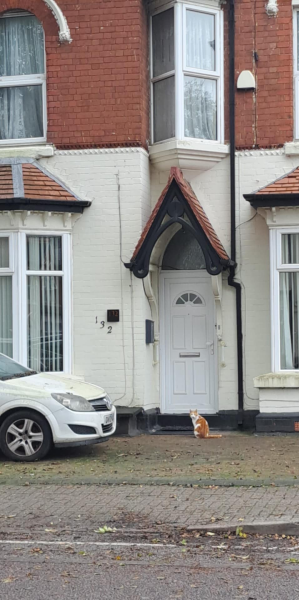How often does your cat get stood on?
