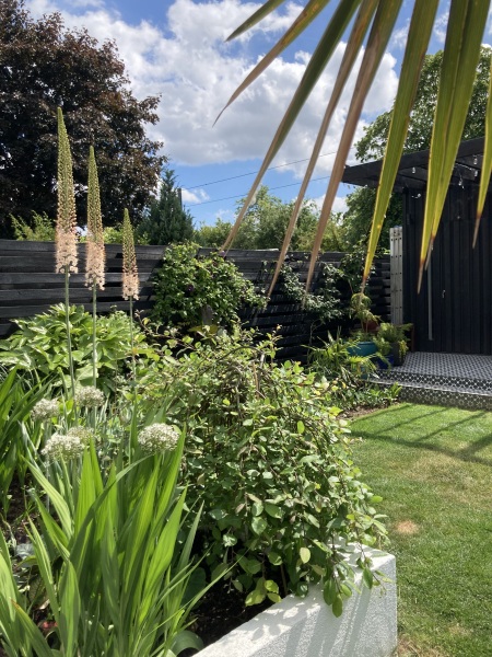 Anyone else planting a jungle/tropical garden?