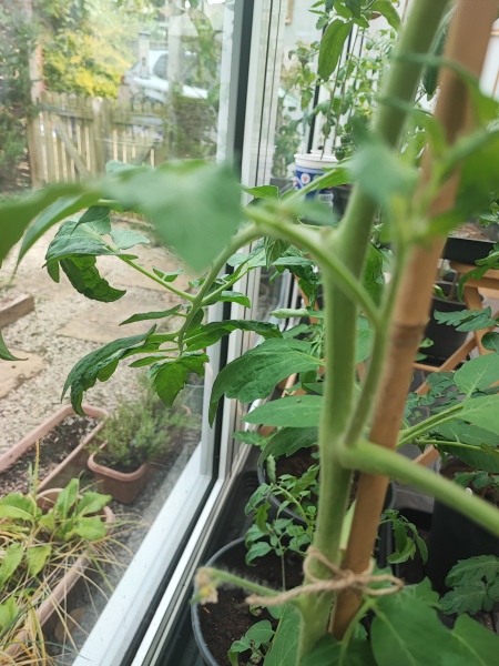 Do I need to trim some branches off my tomato plants?