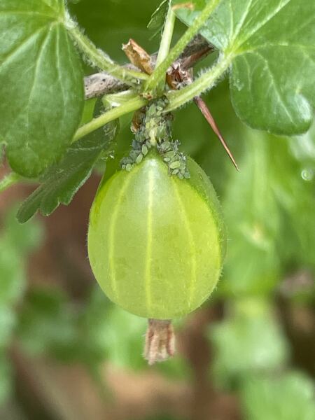 Are these aphids on my gooseberry?