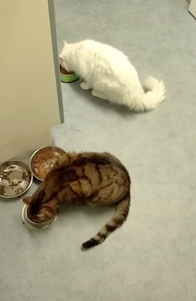 Roond and roond and up and doon - the Excellent Cats roam aboot