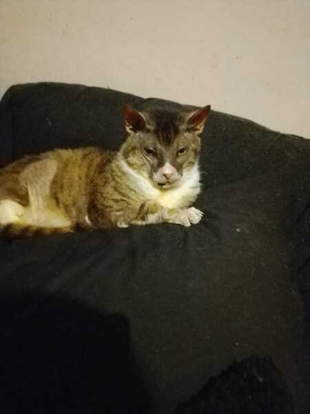 Roond and roond and up and doon - the Excellent Cats roam aboot