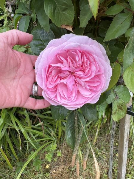 Which rose has bloomed first in your garden?