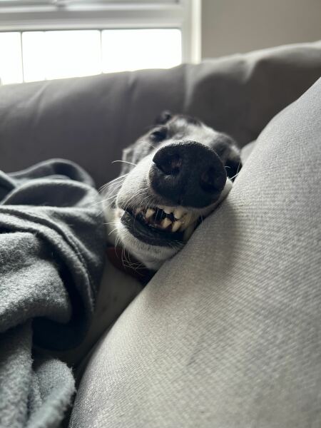 URGENT - DOG ATTACKED PARTNER **Please read OP's latest updates**  [edited by MNHQ]
