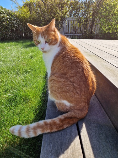 Hymns in Minor Keys & the Russian Easter Overture - the Excellent Cats ignore Culture.....