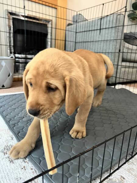 Puppy settling time