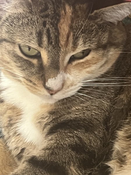 Roond and roond and up and doon - the Excellent Cats roam aboot