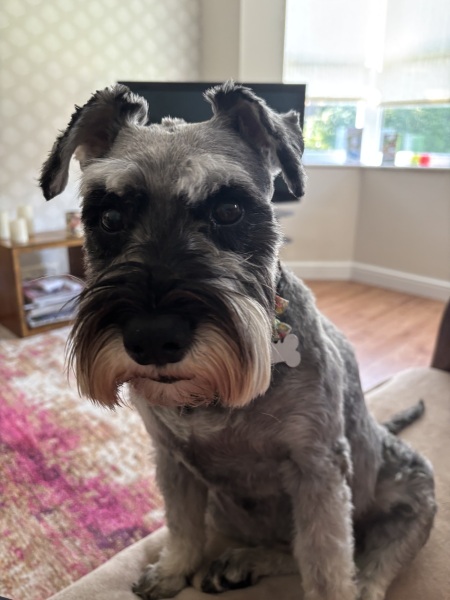 Shameless puppy pic post - please admire my gorgeous boy