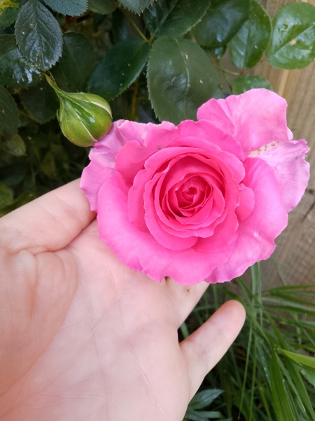 Which do you prefer scented or unscented ?