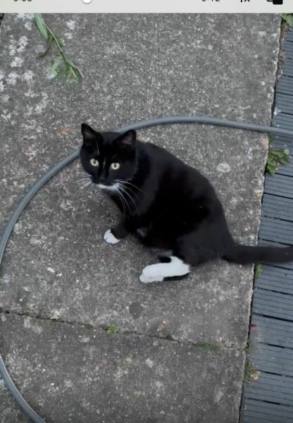 I think this cat is pregnant. What do I do?
