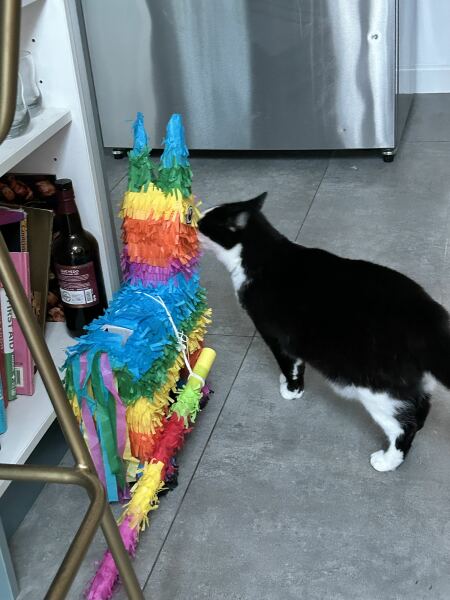 Thread 23 Starmer - Reflux Remedy