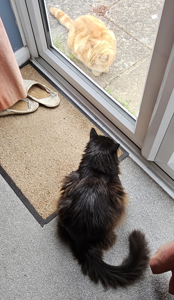 Hymns in Minor Keys & the Russian Easter Overture - the Excellent Cats ignore Culture.....