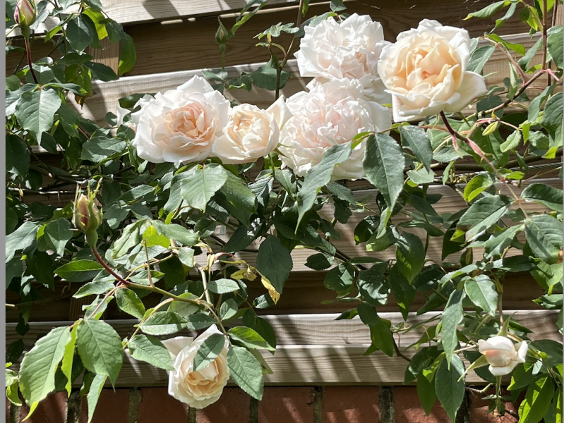 Help with climbers - what do I plant?