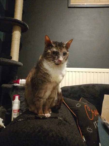 Roond and roond and up and doon - the Excellent Cats roam aboot