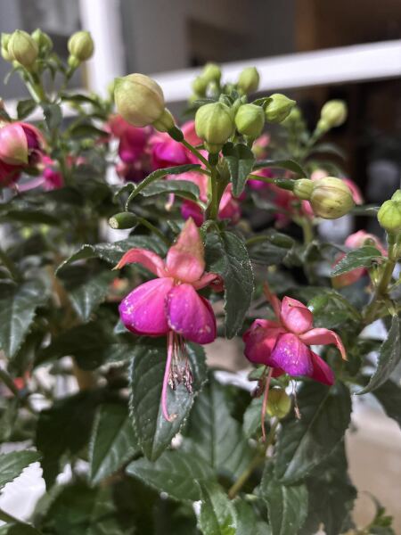 What type of fushcia is this?