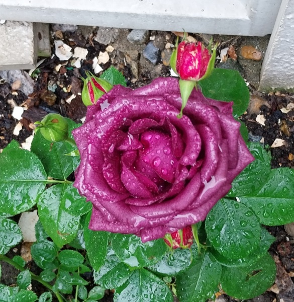 Which rose has bloomed first in your garden?