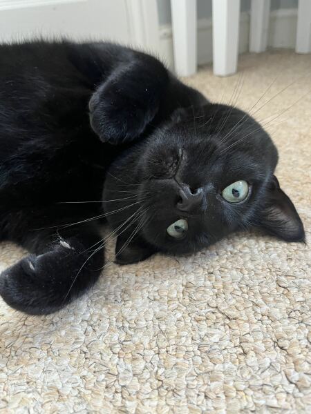 Would you say male or female cats are more affectionate ?