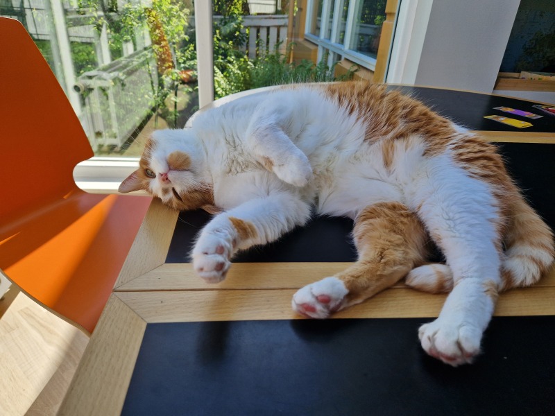 Roond and roond and up and doon - the Excellent Cats roam aboot