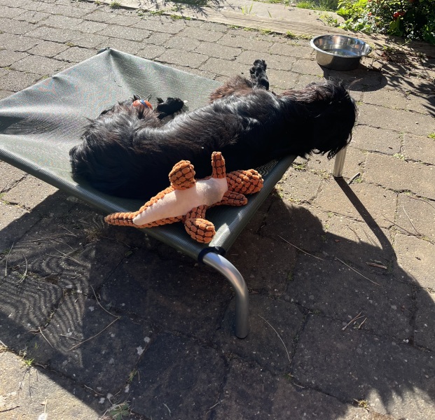 Adolescent Dog Survival Thread - for teenage dirtbags